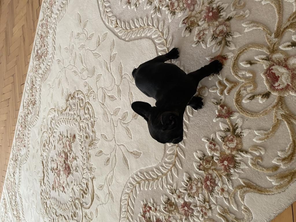2 AYLIK TUVALET EĞİTİMLİ DİŞİ FRENCH BULLDOG