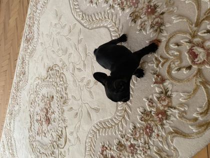 TUVALET EĞİTİMLİ 2 AYLIK DİŞİ FRENCH BULLDOG
