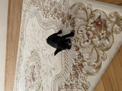 TUVALET EĞİTİMLİ 2 AYLIK DİŞİ FRENCH BULLDOG