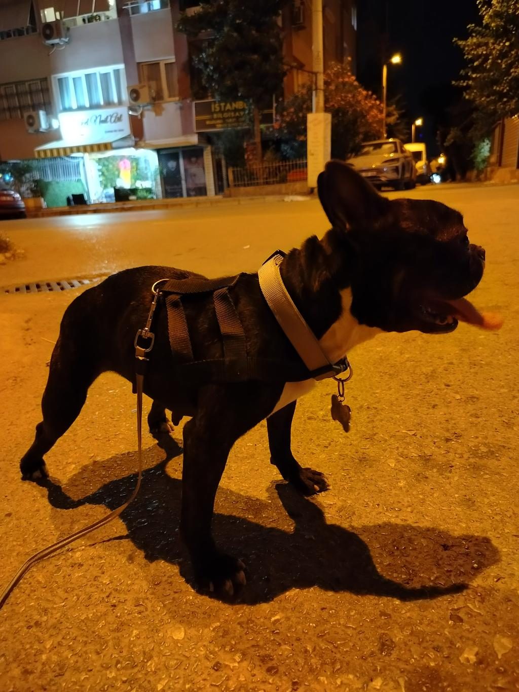 SAFKAN MİCRO FRANSIZ BULLDOG DİŞİ 2.5 YAŞINDA