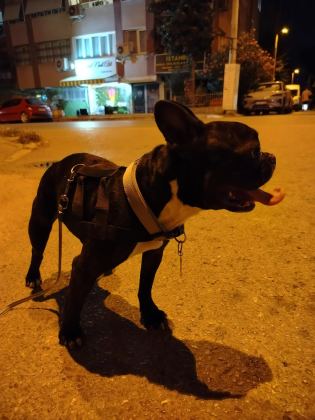 SAFKAN MİCRO FRANSIZ BULLDOG DİŞİ 2.5 YAŞINDA
