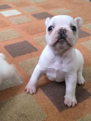 FRENCH BULLDOG YAVRULARIMIZ
