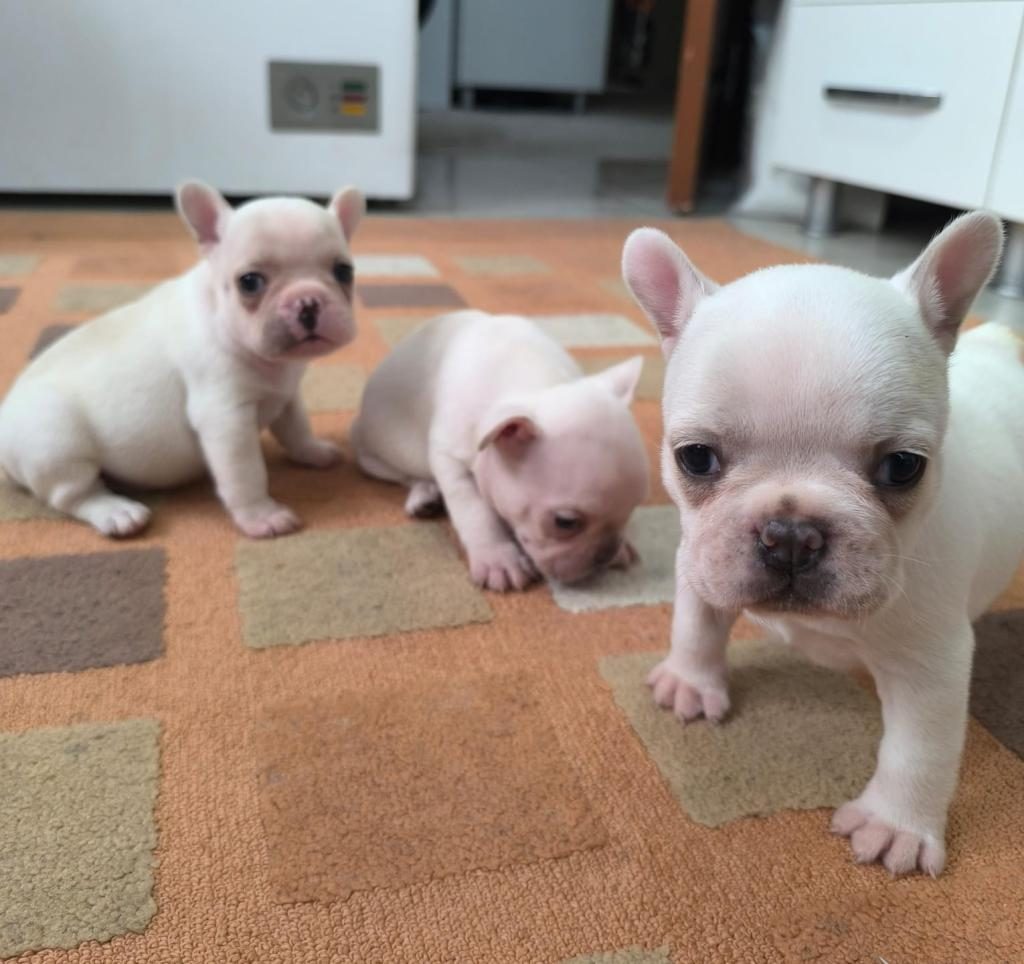 FRENCH BULLDOG YAVRULARIMIZ