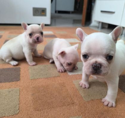 FRENCH BULLDOG YAVRULARIMIZ