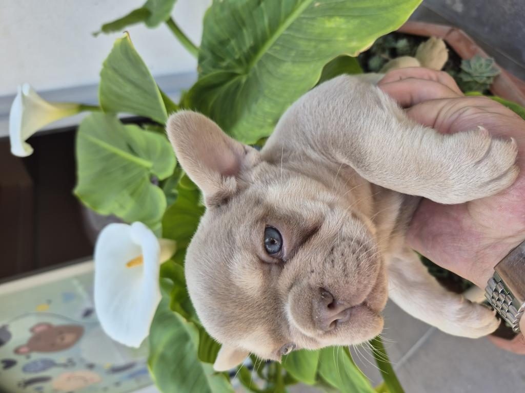 PRENS VE PRENSES FRENCH BULLDOG