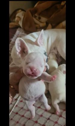 MAVİŞ GÖZLÜ FRENCH BULLDOG BEBEKLER