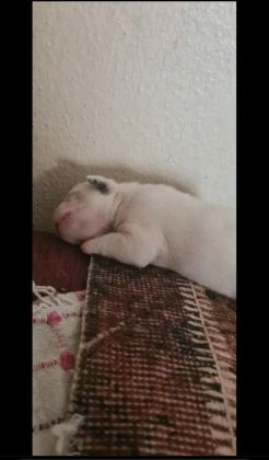 MAVİŞ GÖZLÜ FRENCH BULLDOG BEBEKLER