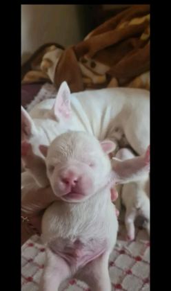 MAVİŞ GÖZLÜ FRENCH BULLDOG BEBEKLER