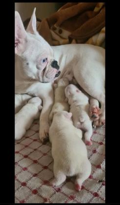 MAVİŞ GÖZLÜ FRENCH BULLDOG BEBEKLER