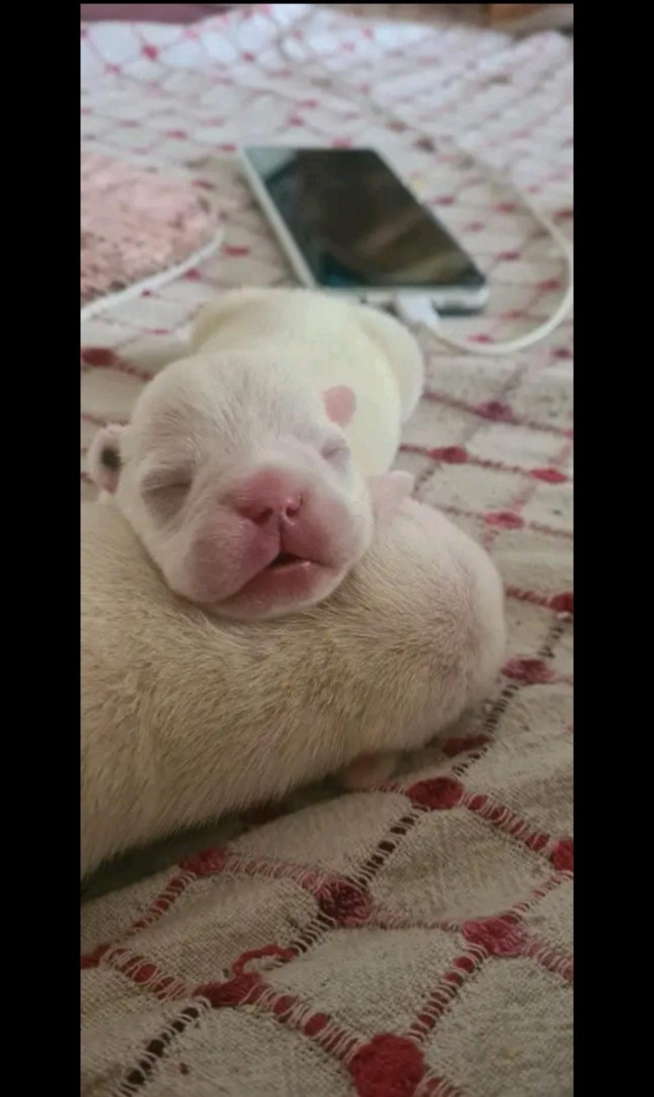 MAVİŞ GÖZLÜ FRENCH BULLDOG BEBEKLER
