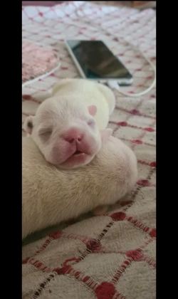 MAVİŞ GÖZLÜ FRENCH BULLDOG BEBEKLER