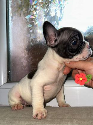 FRENCH BULLDOG GÜZELLİKLER