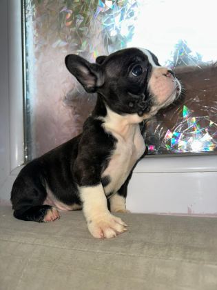 YAKIŞIKLI FRENCH BULLDOG AİLESİNİ BEKLİYOR