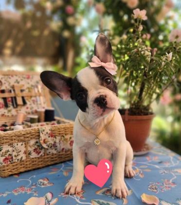 SAFKAN FRENCH BULLDOG YAVRULAR