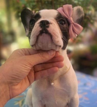 SAFKAN FRENCH BULLDOG YAVRULAR