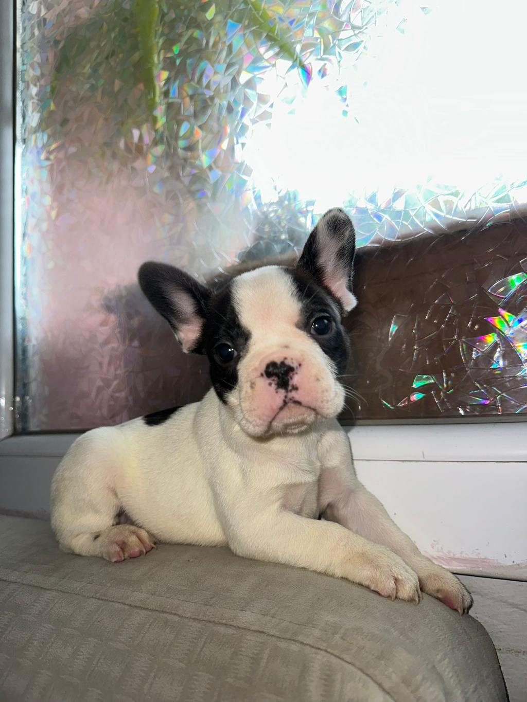FRENCH BULLDOG GÜZELLİKLER