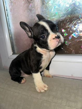 YAKIŞIKLI FRENCH BULLDOG AİLESİNİ BEKLİYOR
