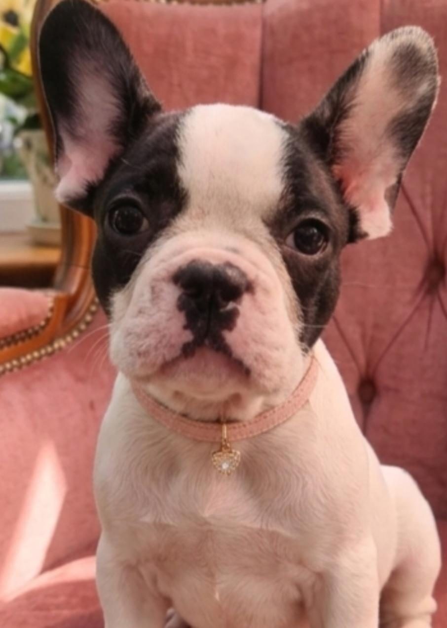 SAFKAN FRENCH BULLDOG YAVRULAR
