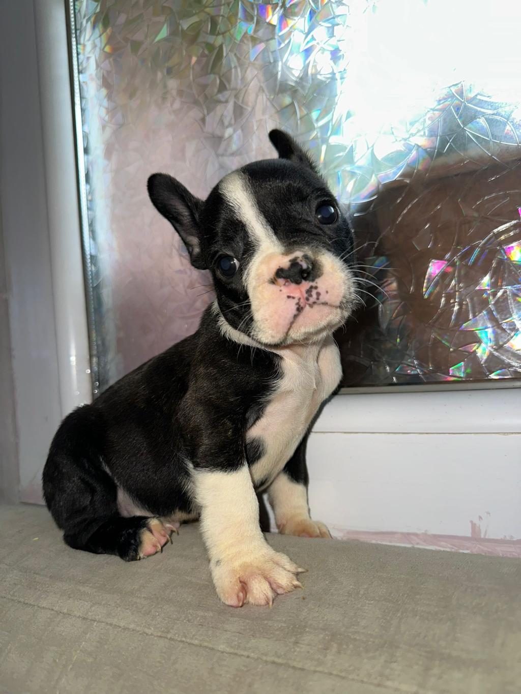 YAKIŞIKLI FRENCH BULLDOG AİLESİNİ BEKLİYOR