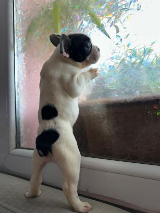 FRENCH BULLDOG GÜZELLİKLER