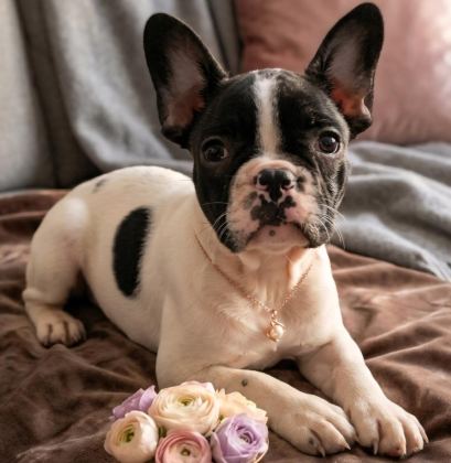SAFKAN FRENCH BULLDOG YAVRULAR