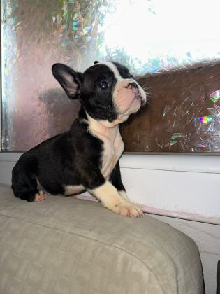 YAKIŞIKLI FRENCH BULLDOG AİLESİNİ BEKLİYOR