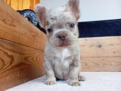 NEW SHADE ISABELLA TAN MERLE FLUFFY ERKEK FRENCH BULLDOG