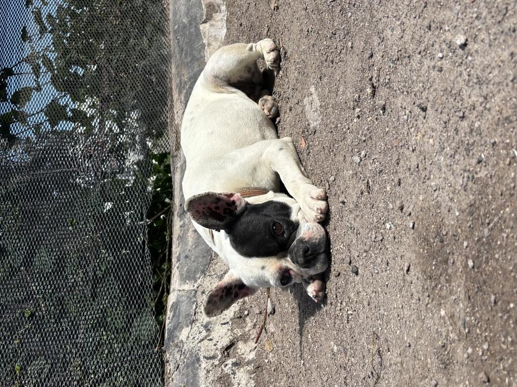 ORJİNAL FRENCH BULLDOG