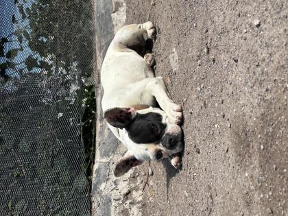 ORJİNAL FRENCH BULLDOG