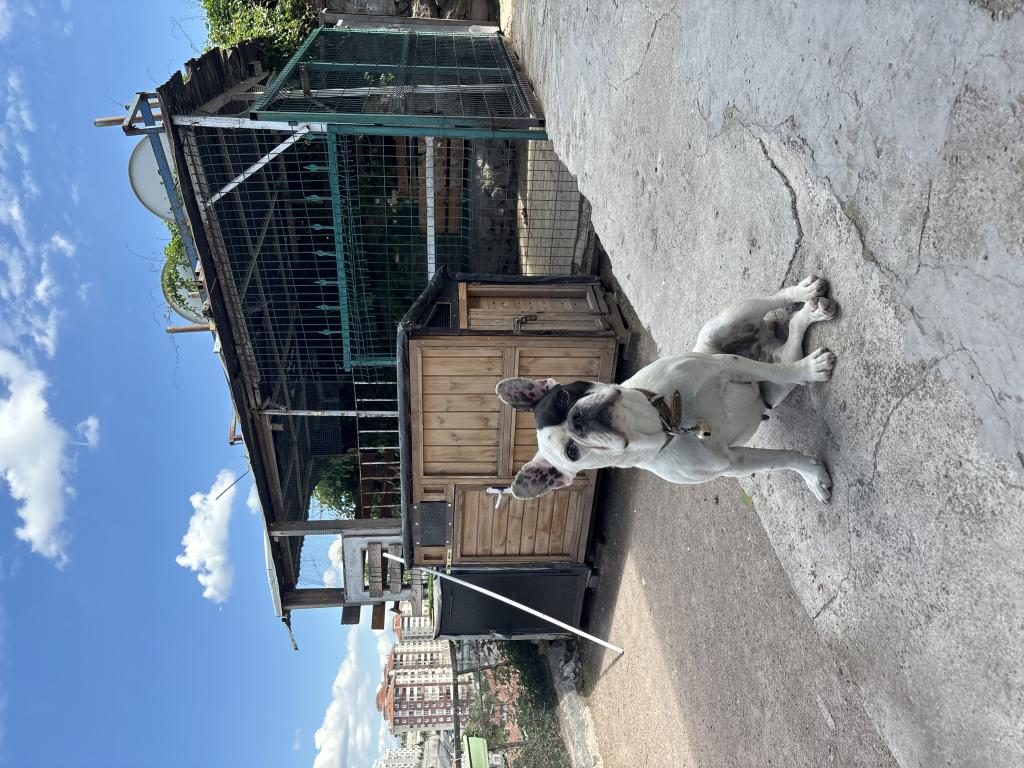 ORJİNAL FRENCH BULLDOG
