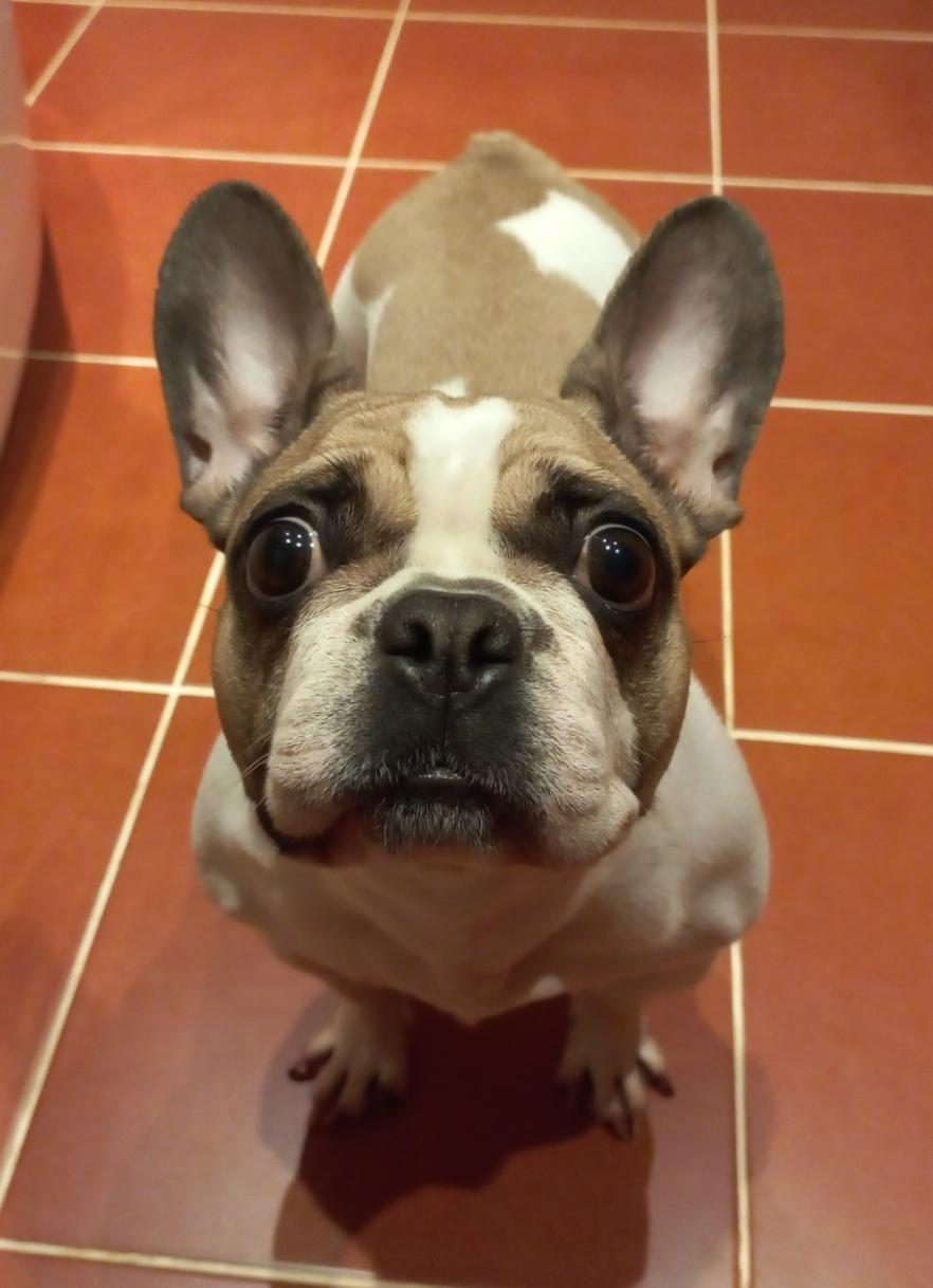 FRANSIZ BULLDOG KIZIM