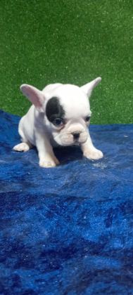 DİŞİ ERKEK FRANSIZ BULLDOG BEBEKLER