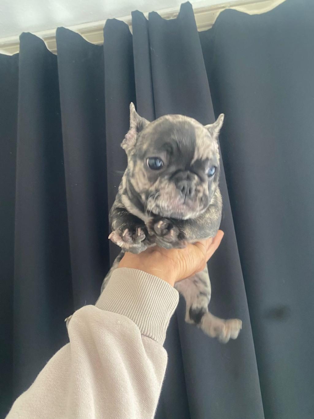 DİŞİ ERKEK FRANSIZ BULLDOG BEBEKLER