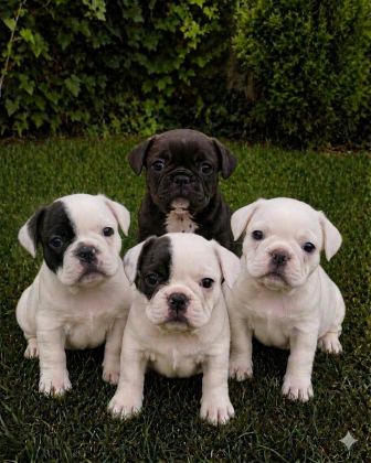 DİŞİ ERKEK FRANSIZ BULLDOG BEBEKLER