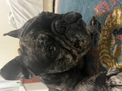 GÜZEL FRENCH BULLDOG OĞLUMUZA ÜCRETSİZ YUVA ARIYORUZ