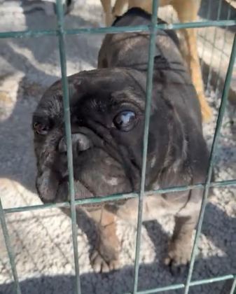 GÜZEL FRENCH BULLDOG OĞLUMUZA ÜCRETSİZ YUVA ARIYORUZ