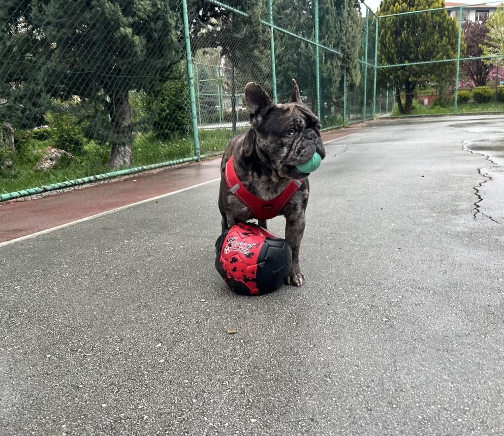 GÜZEL FRENCH BULLDOG OĞLUMUZA ÜCRETSİZ YUVA ARIYORUZ