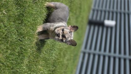 RENKLİ GÖZLÜ EV ORTAMINDA BAKILAN FRENCH BULLDOG YAVRULARIM