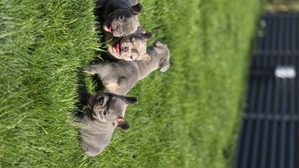 RENKLİ GÖZLÜ EV ORTAMINDA BAKILAN FRENCH BULLDOG YAVRULARIM