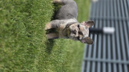 RENKLİ GÖZLÜ EV ORTAMINDA BAKILAN FRENCH BULLDOG YAVRULARIM