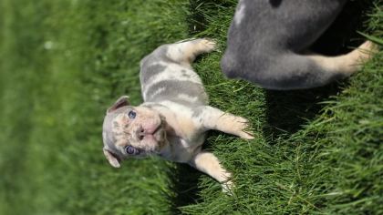 RENKLİ GÖZLÜ EV ORTAMINDA BAKILAN FRENCH BULLDOG YAVRULARIM