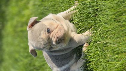 RENKLİ GÖZLÜ EV ORTAMINDA BAKILAN FRENCH BULLDOG YAVRULARIM