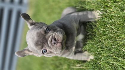RENKLİ GÖZLÜ EV ORTAMINDA BAKILAN FRENCH BULLDOG YAVRULARIM