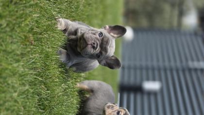 RENKLİ GÖZLÜ EV ORTAMINDA BAKILAN FRENCH BULLDOG YAVRULARIM