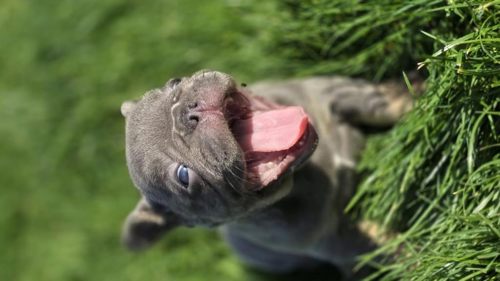 RENKLİ GÖZLÜ EV ORTAMINDA BAKILAN FRENCH BULLDOG YAVRULARIM