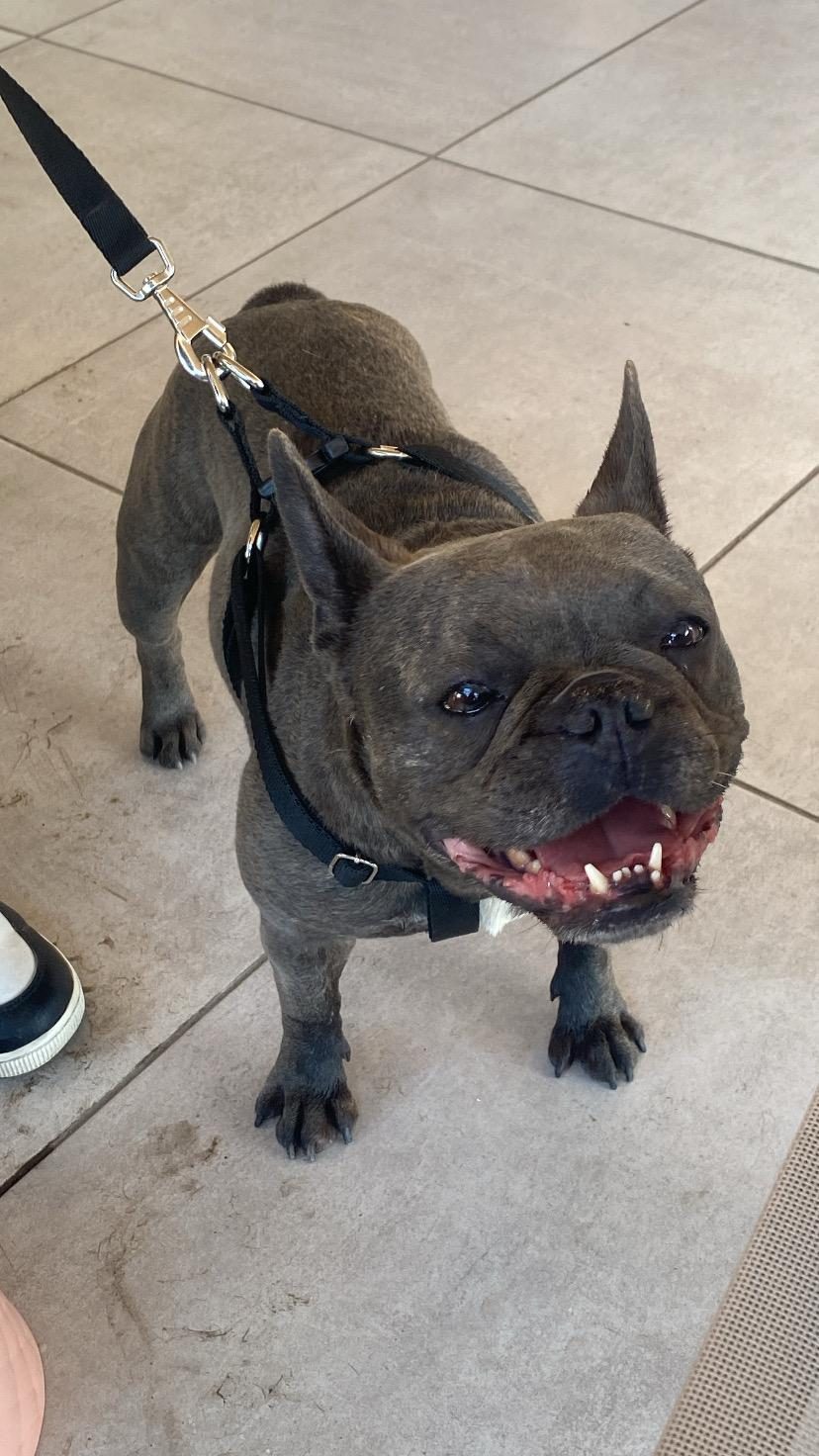 ŞIMARIK FRENCH BULLDOG KIZIMIZI SAHİPLENDİRİYORUZ