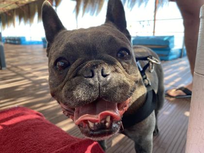 ŞIMARIK FRENCH BULLDOG KIZIMIZI SAHİPLENDİRİYORUZ