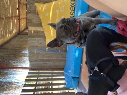 ŞIMARIK FRENCH BULLDOG KIZIMIZI SAHİPLENDİRİYORUZ