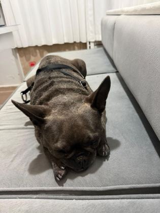 ŞIMARIK FRENCH BULLDOG KIZIMIZI SAHİPLENDİRİYORUZ