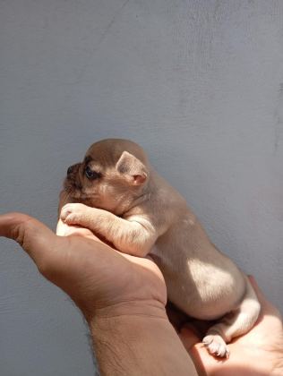 LİLAC FAWN FRENCH BULLDOG YAVRULARIMIZ
